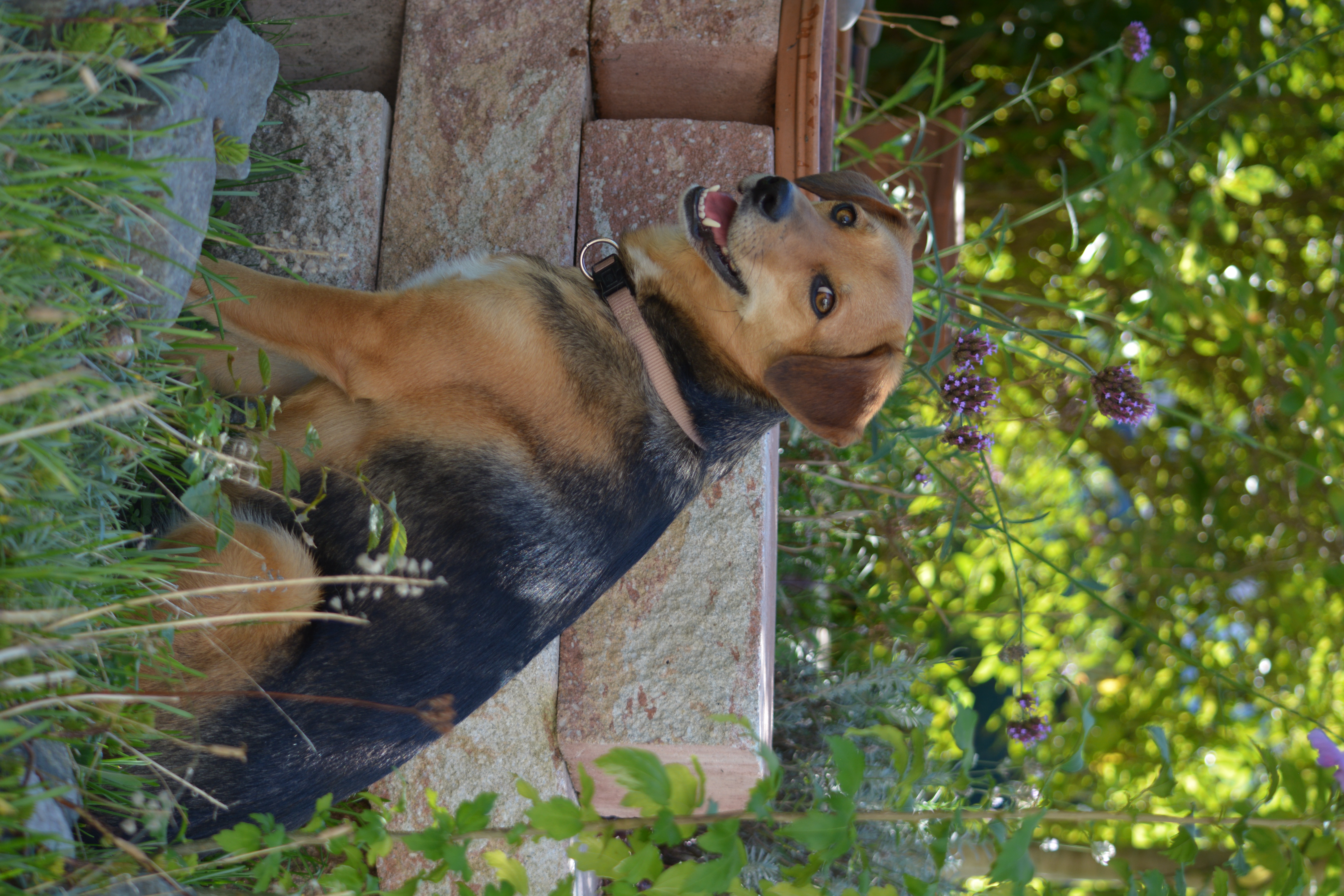 Hund im Garten